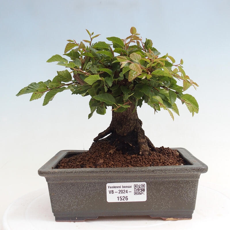 Outdoor bonsai -Carpinus CARPINOIDES - Korean Hornbeam