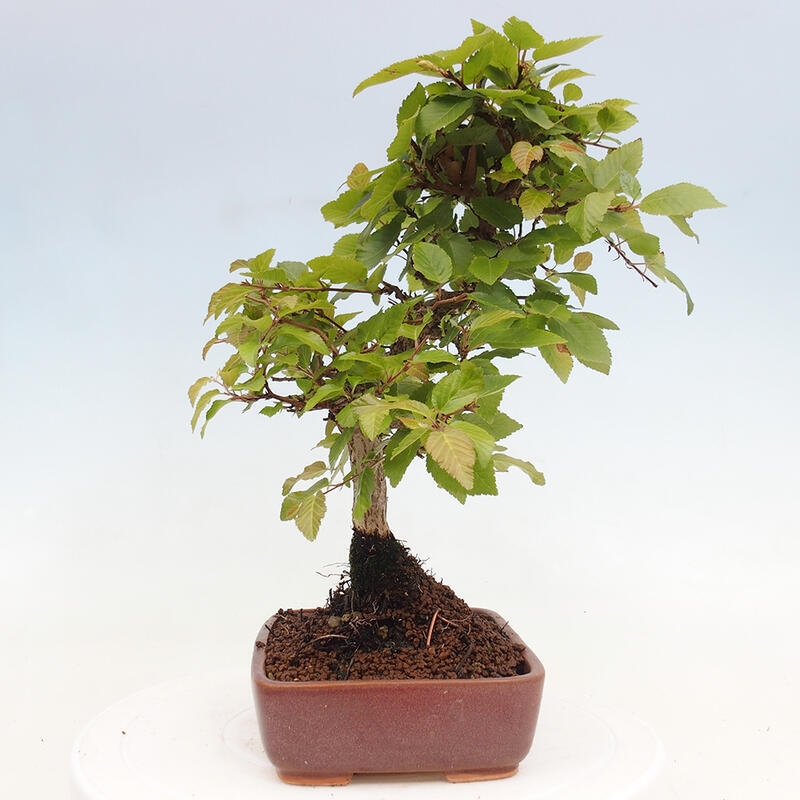 Outdoor bonsai -Carpinus CARPINOIDES - Korean hornbeam