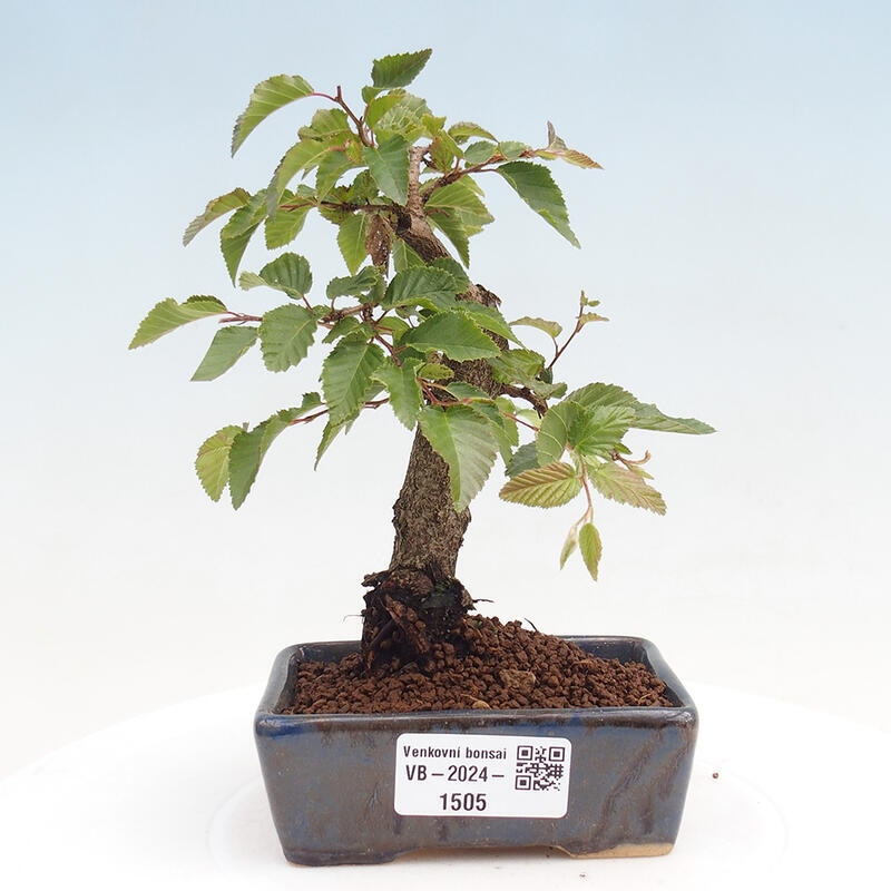 Outdoor bonsai -Carpinus CARPINOIDES - Korean Hornbeam