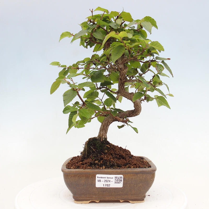 Outdoor bonsai -Carpinus CARPINOIDES - Korean hornbeam