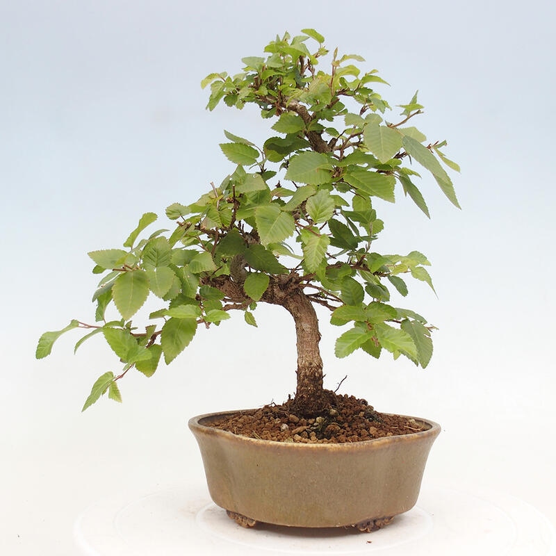 Outdoor bonsai -Carpinus CARPINOIDES - Korean hornbeam