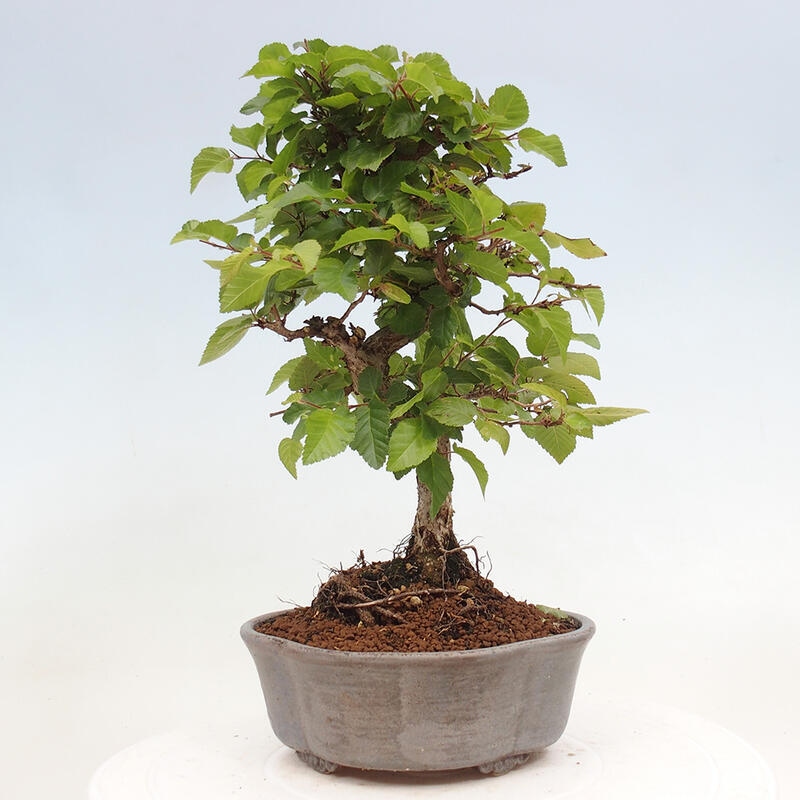 Outdoor bonsai -Carpinus CARPINOIDES - Korean hornbeam