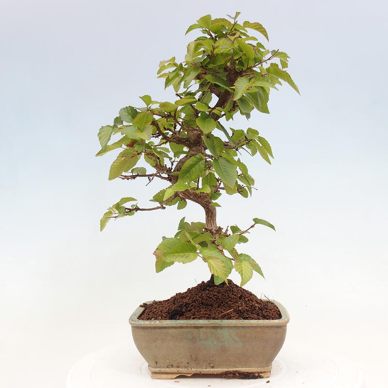 Outdoor bonsai -Carpinus CARPINOIDES - Korean hornbeam