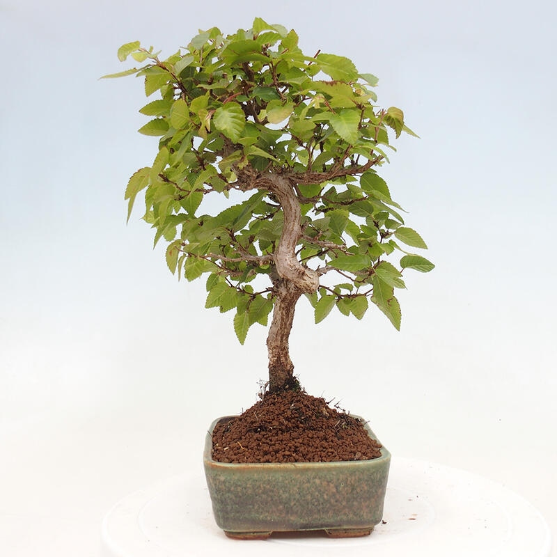 Outdoor bonsai -Carpinus CARPINOIDES - Korean hornbeam