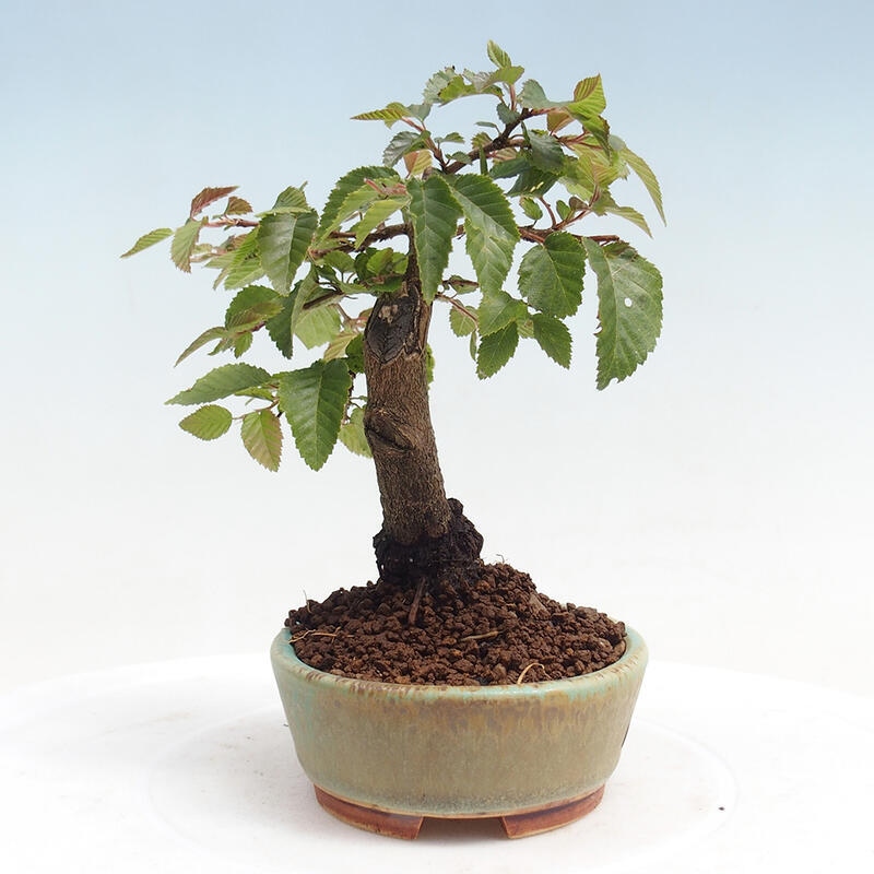 Outdoor bonsai -Carpinus CARPINOIDES - Korean Hornbeam