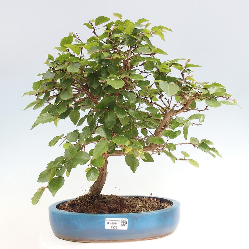 Outdoor bonsai -Carpinus CARPINOIDES - Korean Hornbeam