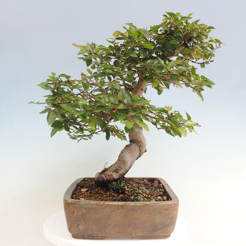 Outdoor bonsai -Carpinus CARPINOIDES - Korean Hornbeam