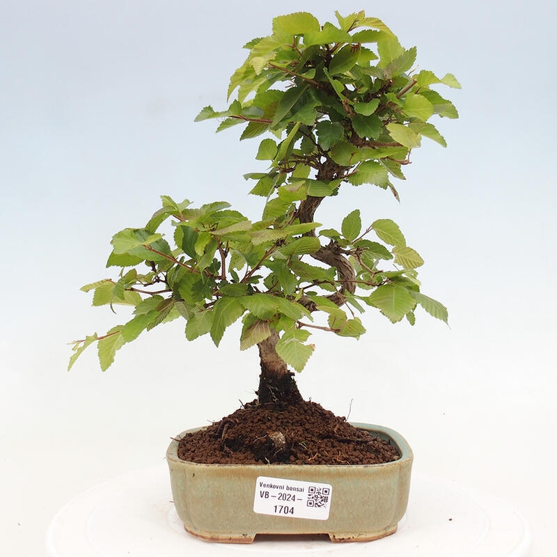 Outdoor bonsai -Carpinus CARPINOIDES - Korean hornbeam