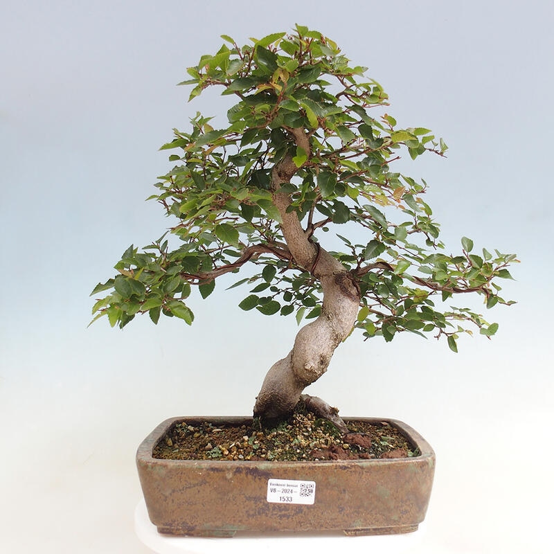 Outdoor bonsai -Carpinus CARPINOIDES - Korean Hornbeam