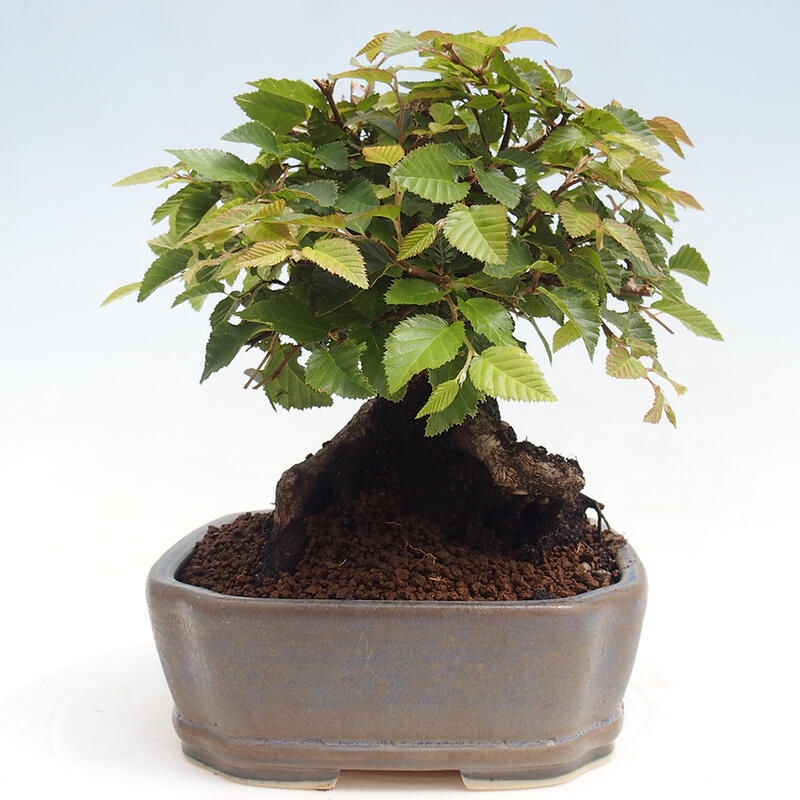 Outdoor bonsai -Carpinus CARPINOIDES - Korean Hornbeam