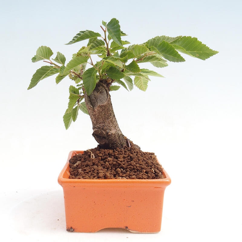 Outdoor bonsai -Carpinus CARPINOIDES - Korean Hornbeam