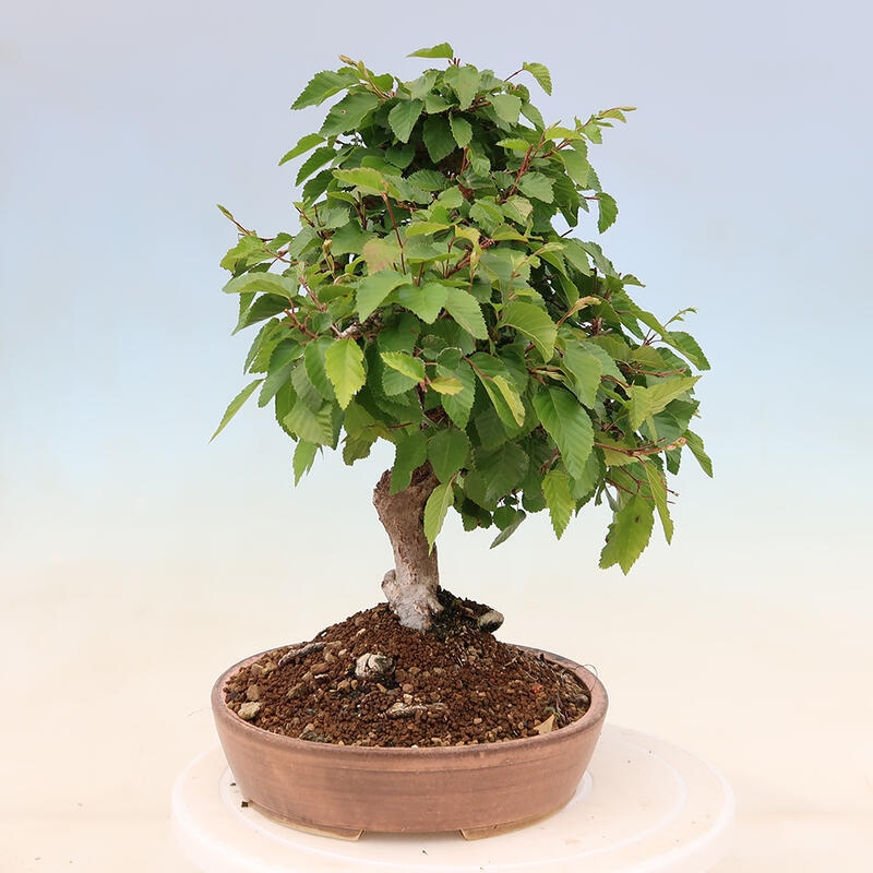 Outdoor bonsai - Carpinus Coreana - Korean hornbeam