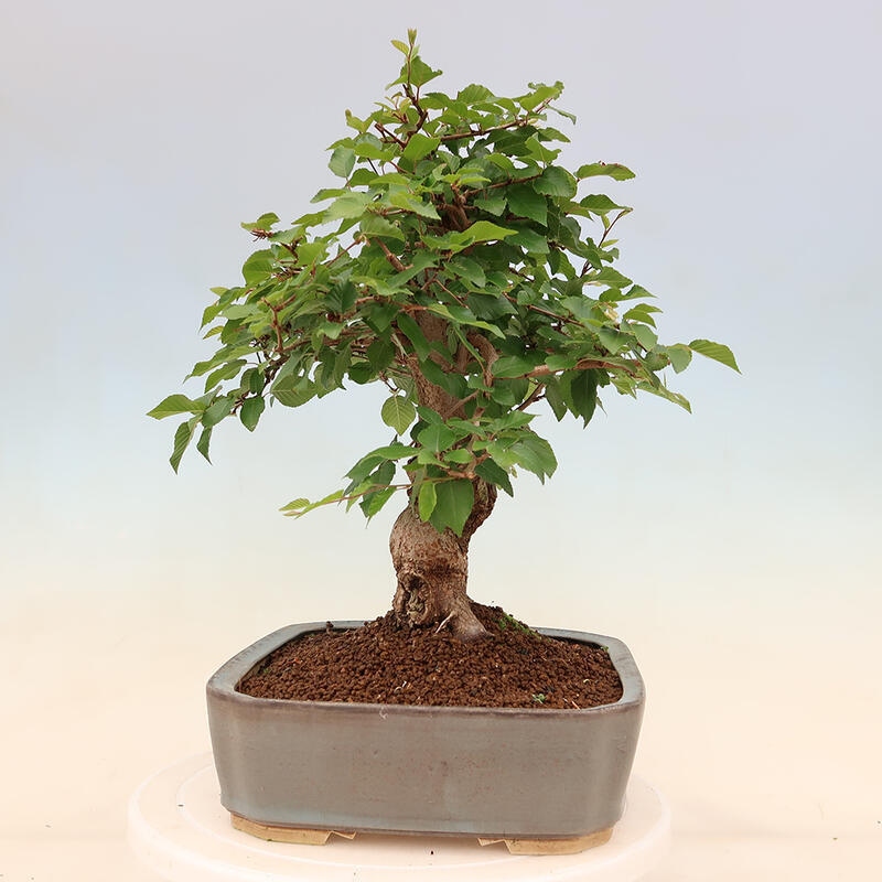 Outdoor bonsai - Carpinus Coreana - Korean hornbeam