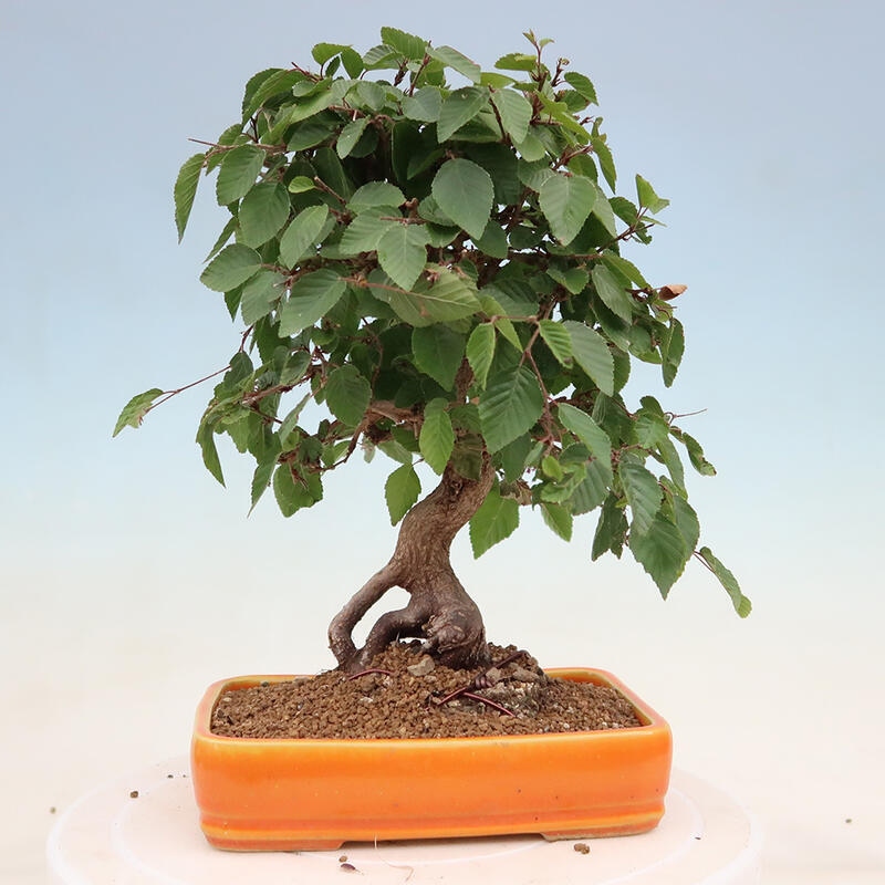 Outdoor bonsai - Carpinus Coreana - Korean hornbeam