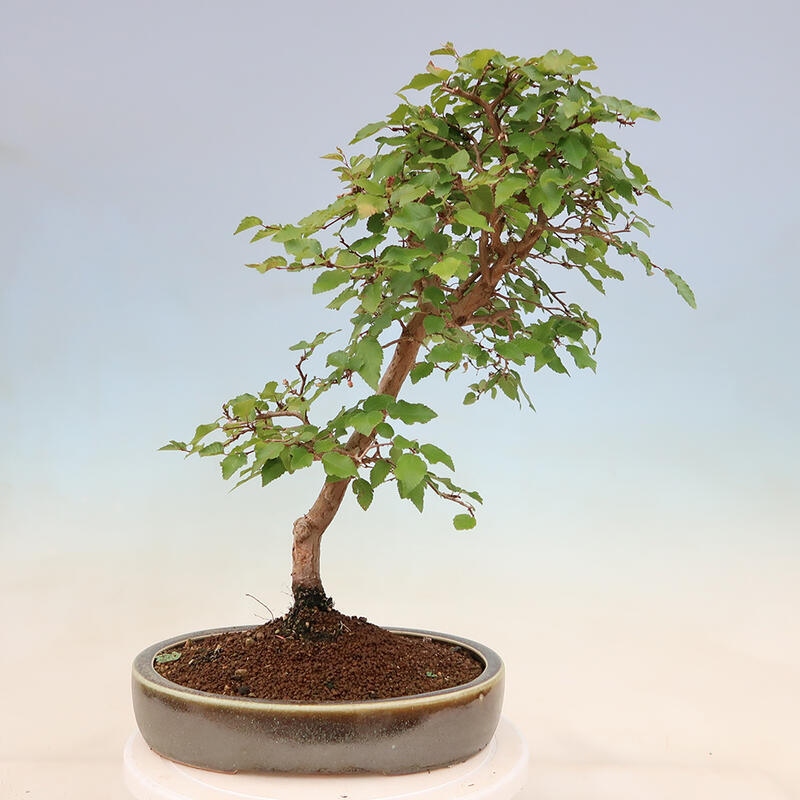 Outdoor bonsai - Carpinus Coreana - Korean hornbeam