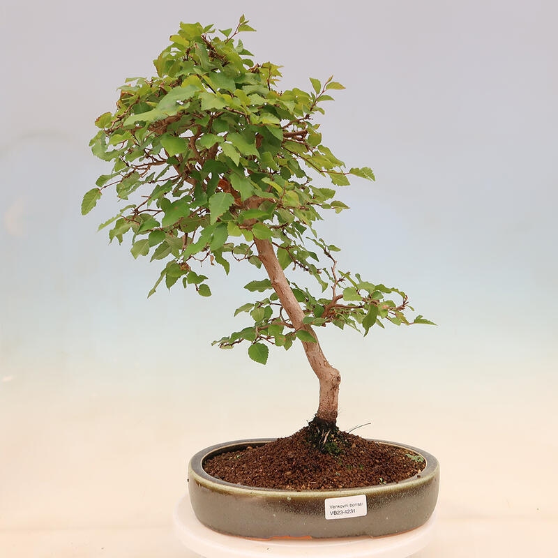 Outdoor bonsai - Carpinus Coreana - Korean hornbeam