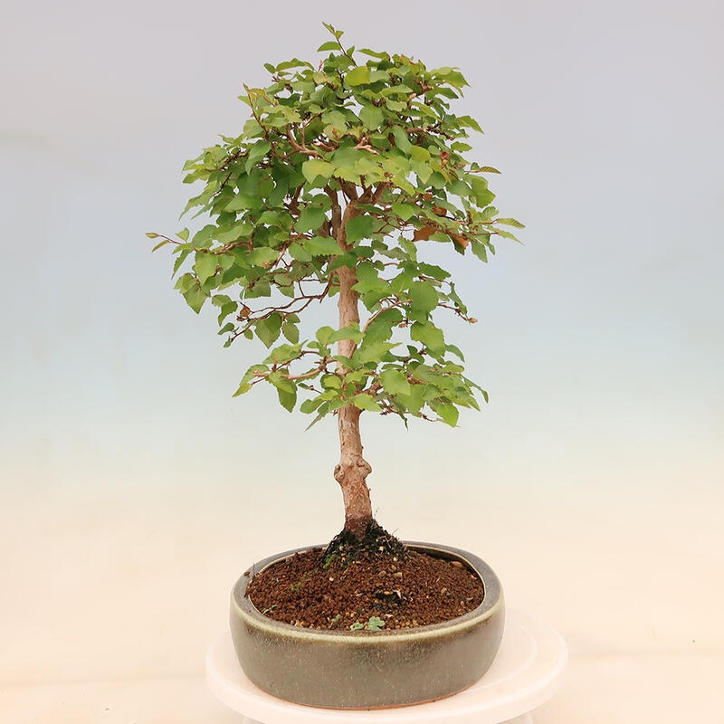 Outdoor bonsai - Carpinus Coreana - Korean hornbeam