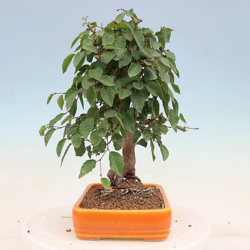 Outdoor bonsai - Carpinus Coreana - Korean hornbeam