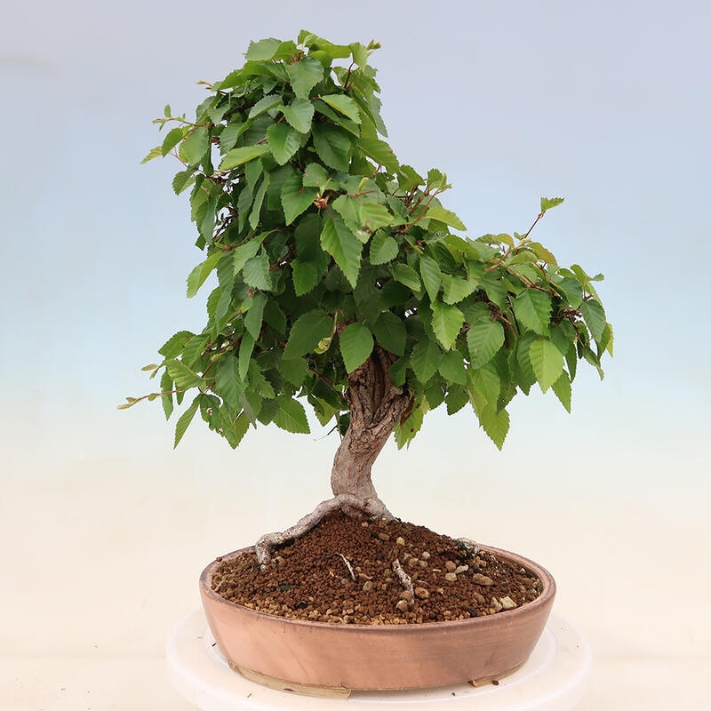 Outdoor bonsai - Carpinus Coreana - Korean hornbeam