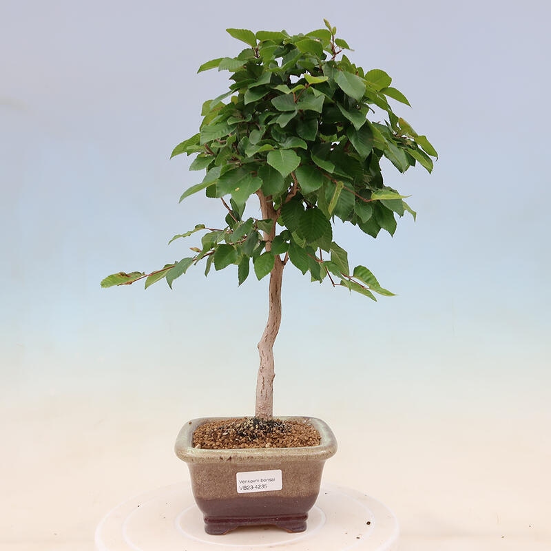 Outdoor bonsai - Carpinus Coreana - Korean hornbeam