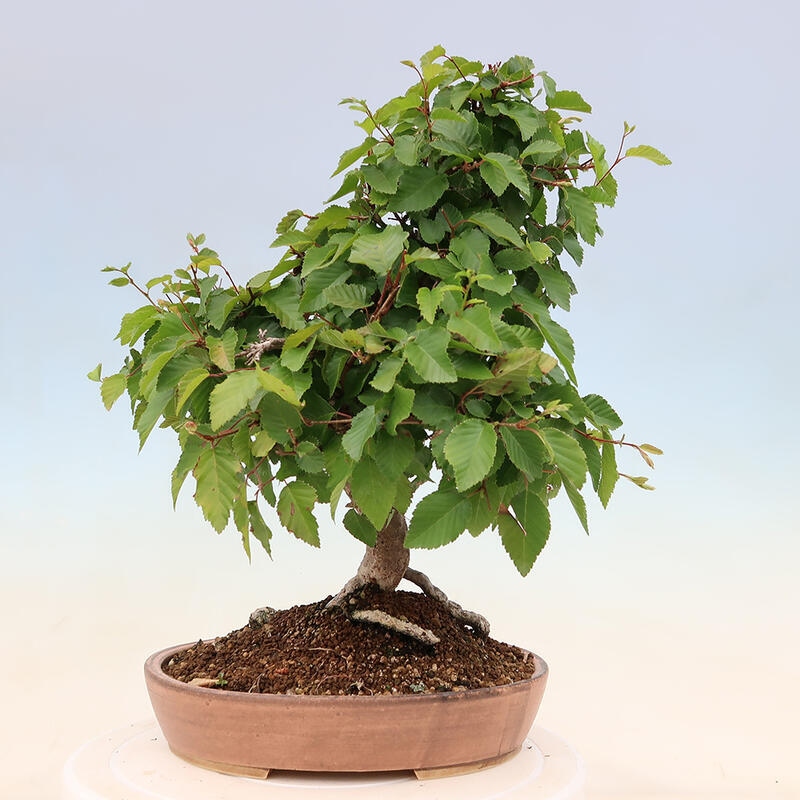 Outdoor bonsai - Carpinus Coreana - Korean hornbeam