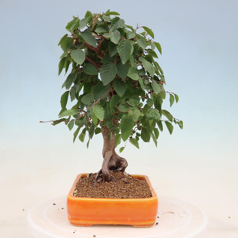 Outdoor bonsai - Carpinus Coreana - Korean hornbeam