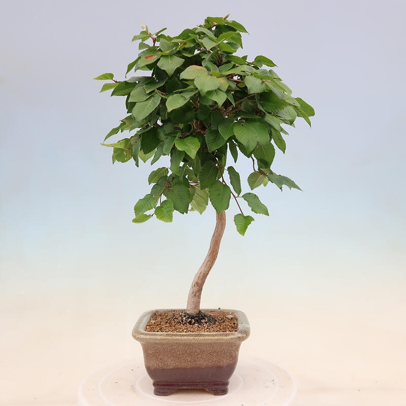 Outdoor bonsai - Carpinus Coreana - Korean hornbeam