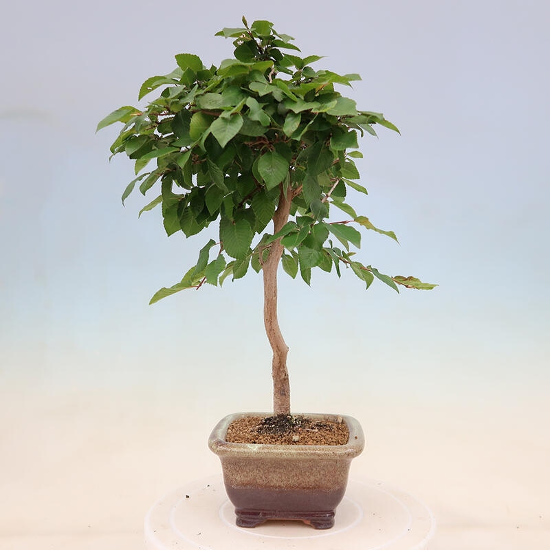 Outdoor bonsai - Carpinus Coreana - Korean hornbeam