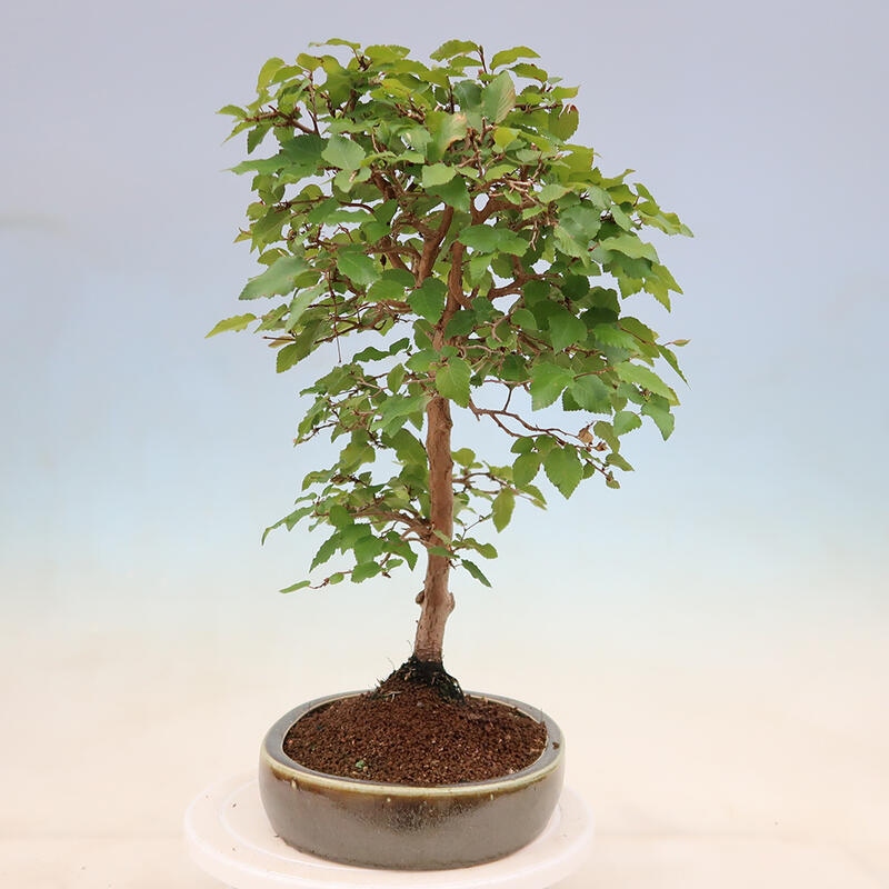 Outdoor bonsai - Carpinus Coreana - Korean hornbeam