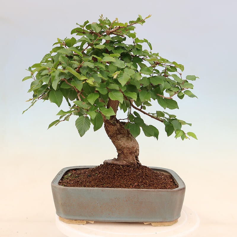 Outdoor bonsai - Carpinus Coreana - Korean hornbeam