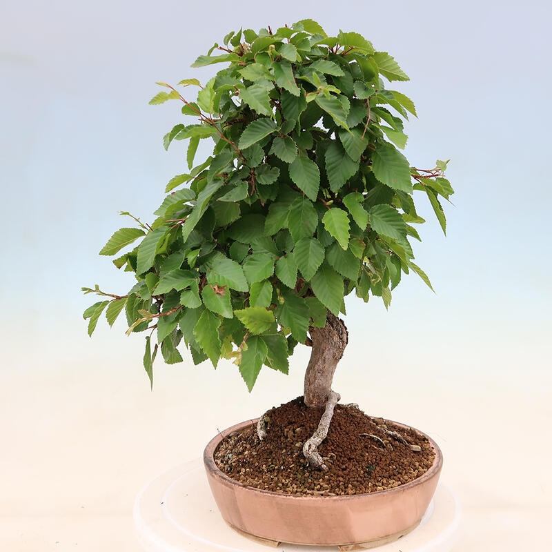 Outdoor bonsai - Carpinus Coreana - Korean hornbeam