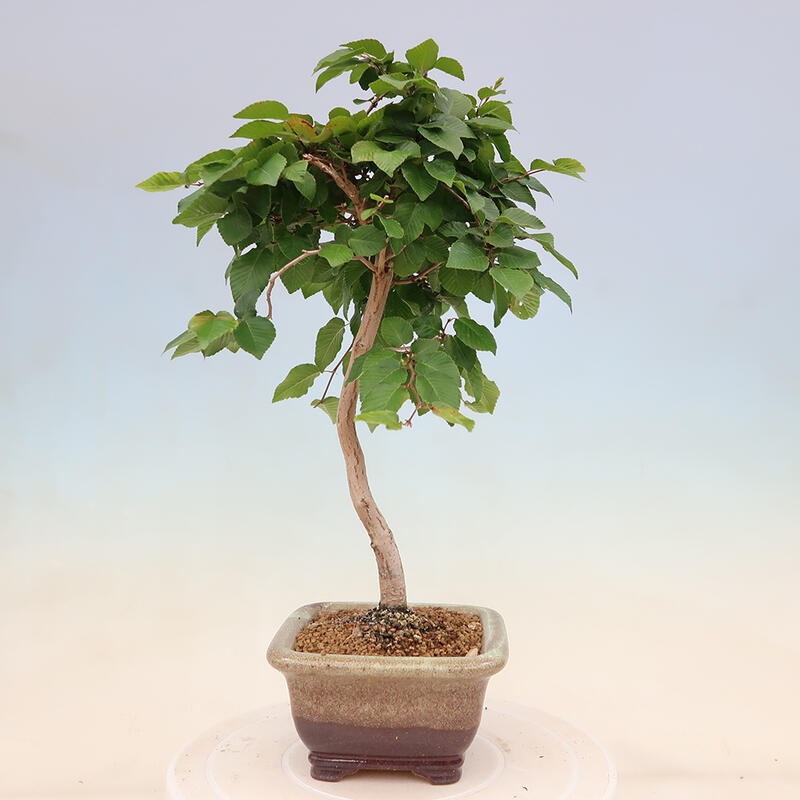 Outdoor bonsai - Carpinus Coreana - Korean hornbeam