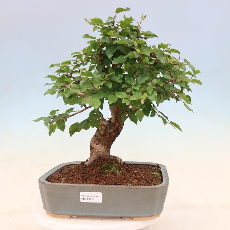 Outdoor bonsai - Carpinus Coreana - Korean hornbeam