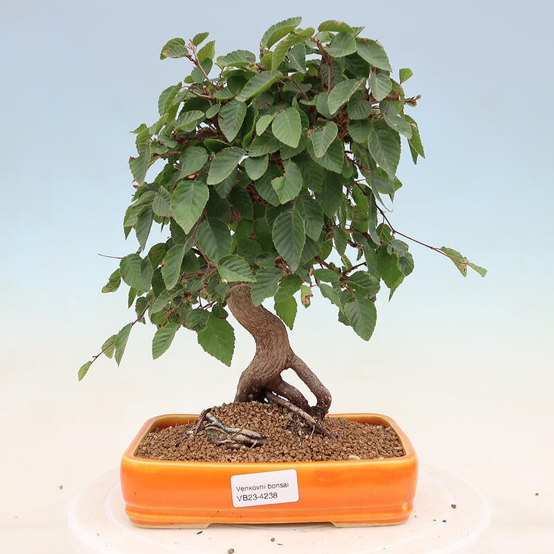 Outdoor bonsai - Carpinus Coreana - Korean hornbeam