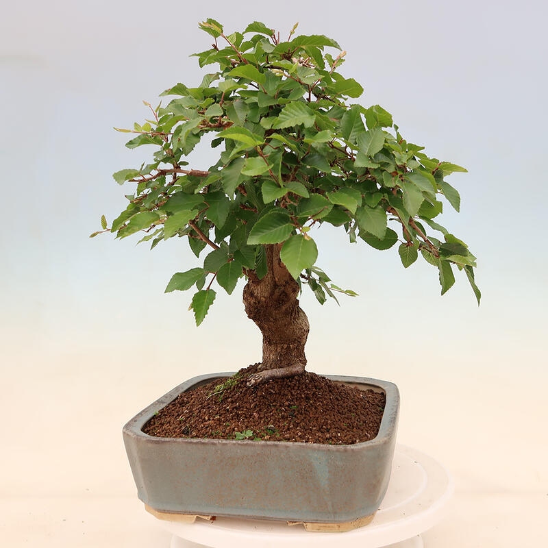 Outdoor bonsai - Carpinus Coreana - Korean hornbeam