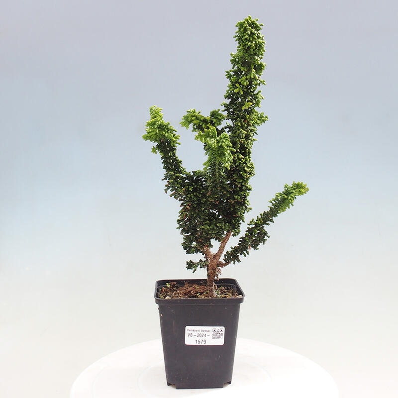 Outdoor bonsai - Cham. obtusa SEKKA HINOKI - Cypress