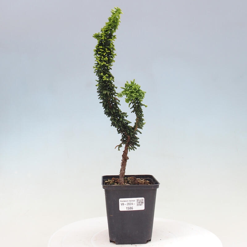 Outdoor bonsai - Cham. obtusa SEKKA HINOKI - Cypress