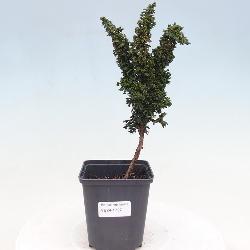 Outdoor bonsai - Cham. obtusa SEKKA HINOKI - Cypress