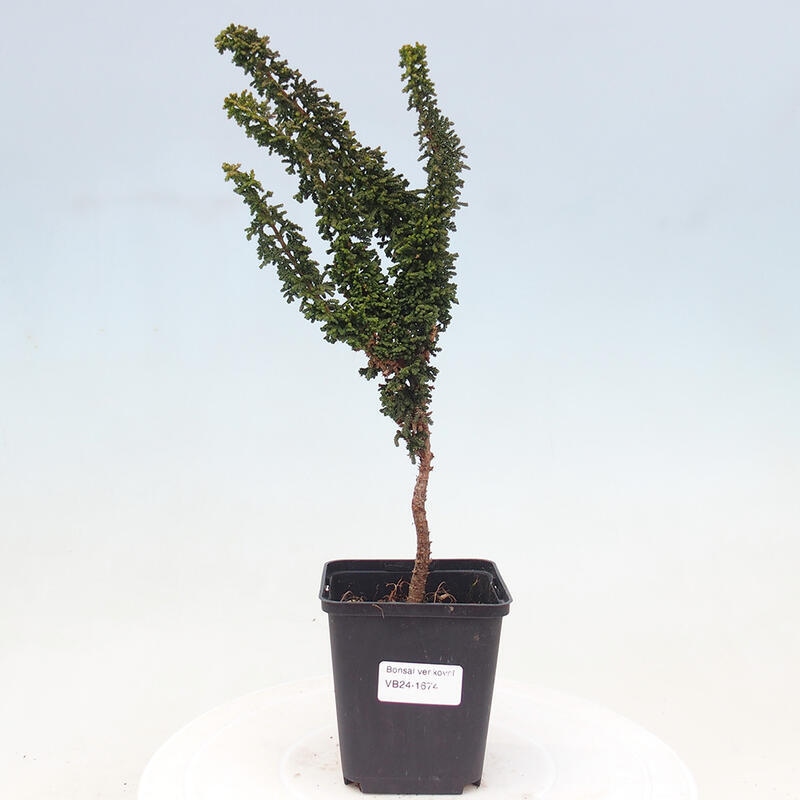 Outdoor bonsai - Cham. obtusa SEKKA HINOKI - Cypress