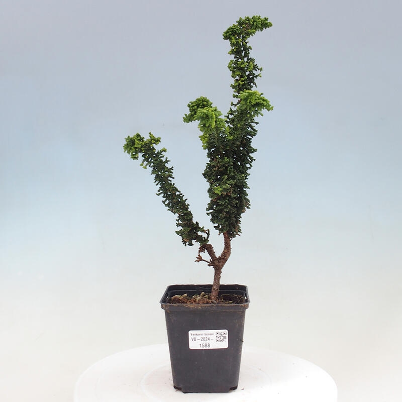 Outdoor bonsai - Cham. obtusa SEKKA HINOKI - Cypress