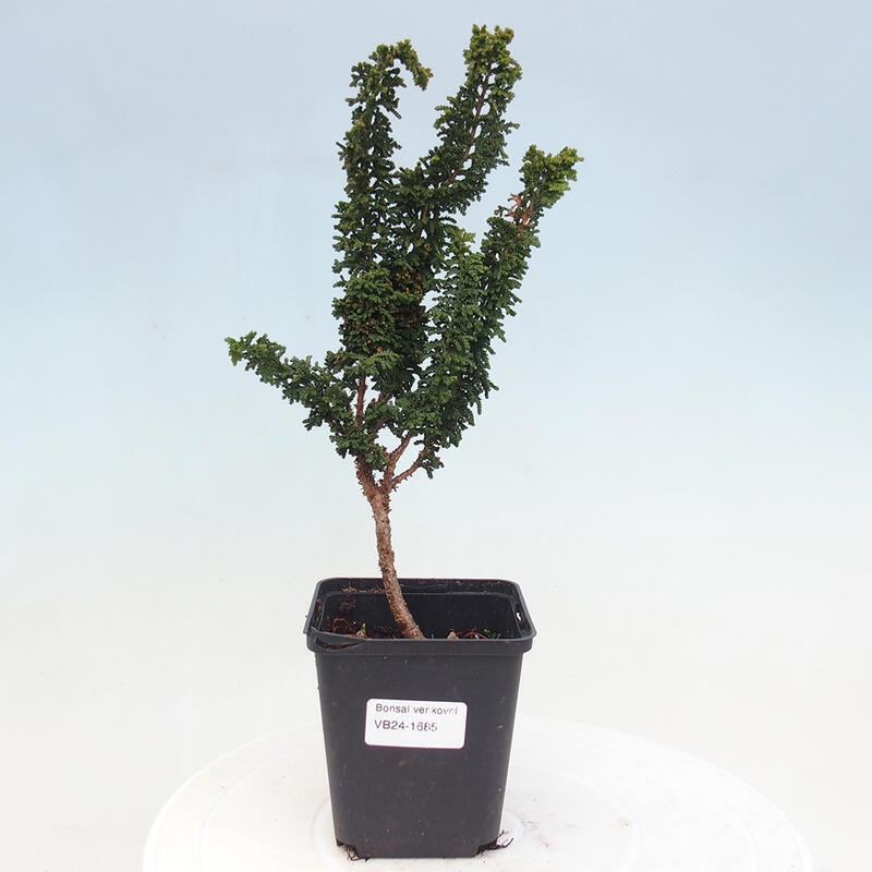 Outdoor bonsai - Cham. obtusa SEKKA HINOKI - Cypress