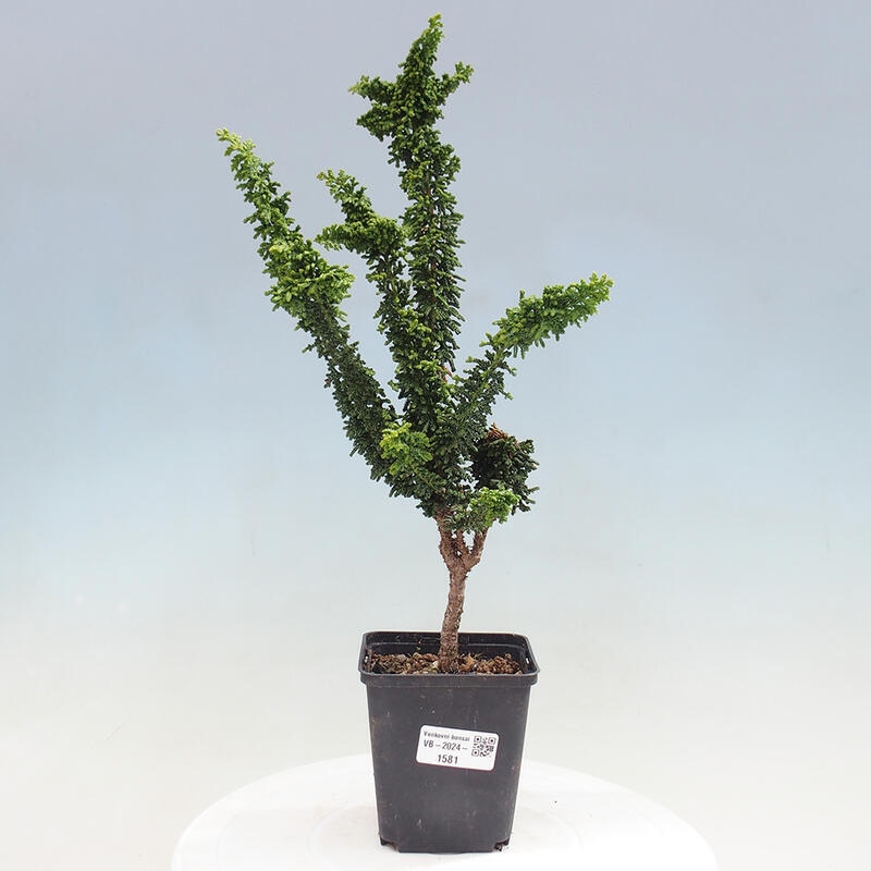 Outdoor bonsai - Cham. obtusa SEKKA HINOKI - Cypress