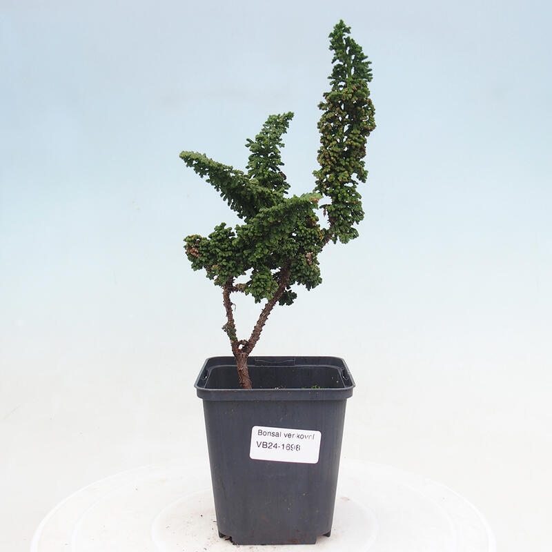 Outdoor bonsai - Cham. obtusa SEKKA HINOKI - Cypress