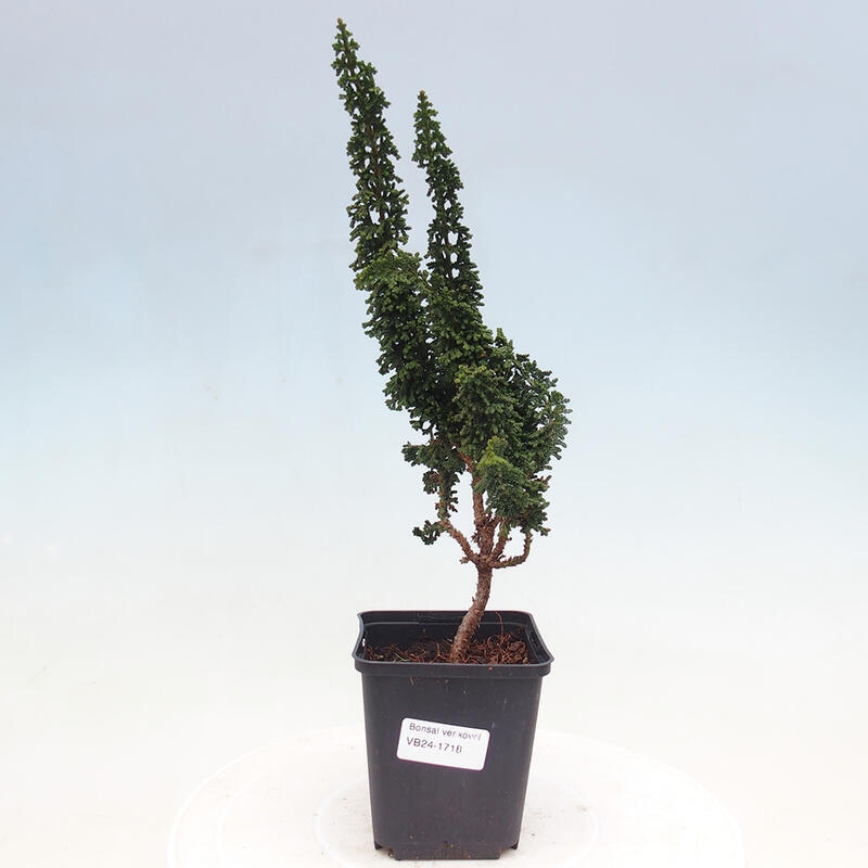 Outdoor bonsai - Cham. obtusa SEKKA HINOKI - Cypress