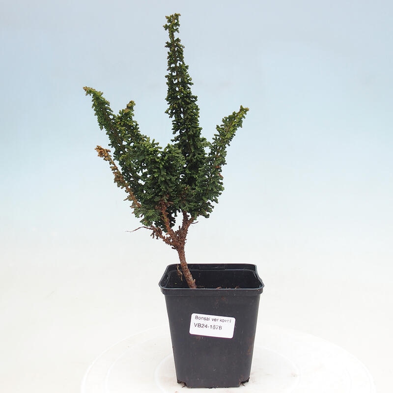 Outdoor bonsai - Cham. obtusa SEKKA HINOKI - Cypress