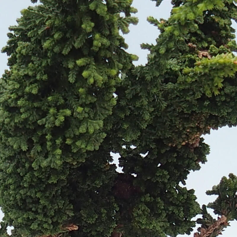 Outdoor bonsai - Cham. obtusa SEKKA HINOKI - Cypress