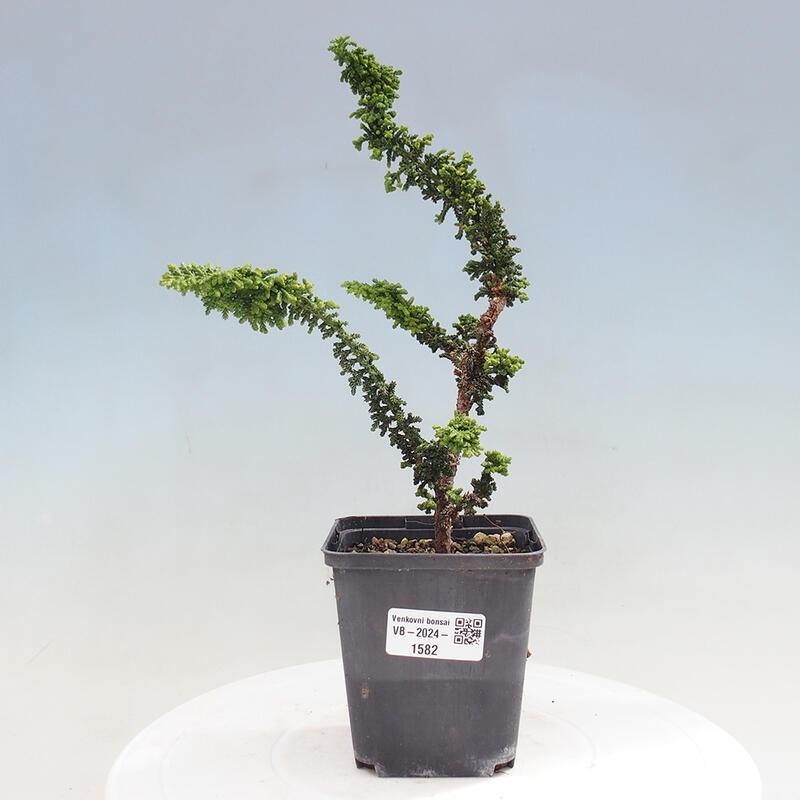 Outdoor bonsai - Cham. obtusa SEKKA HINOKI - Cypress