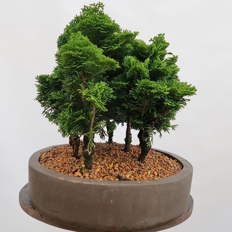 Outdoor bonsai - Cham.pis obtusa Nana Gracilis - Cypress forest