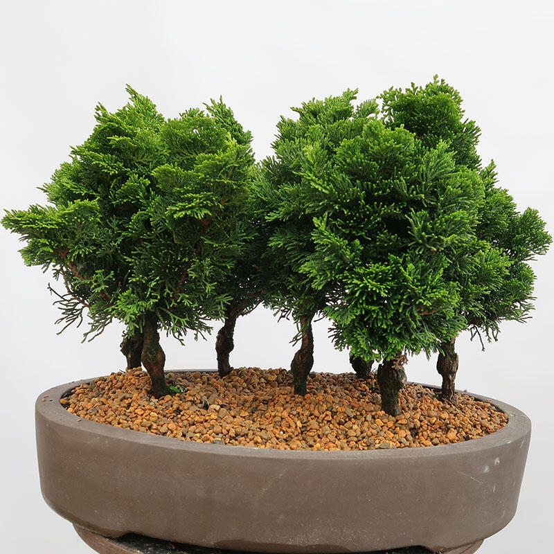 Outdoor bonsai - Cham.pis obtusa Nana Gracilis - Cypress forest