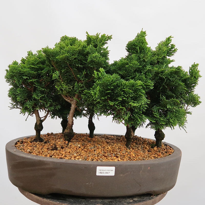 Outdoor bonsai - Cham.pis obtusa Nana Gracilis - Cypress forest